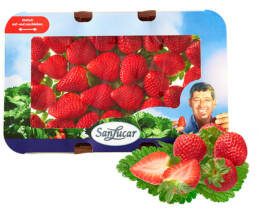 Erdbeeren_slider