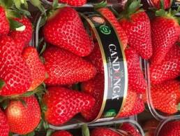 Fragola_Candonga02