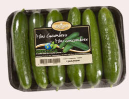 minicucumber6pack