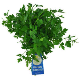 organic-italian-parsley_1200