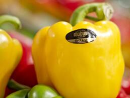 globus