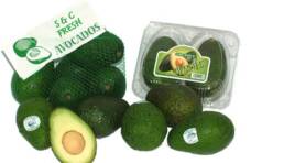 AVOCADOS