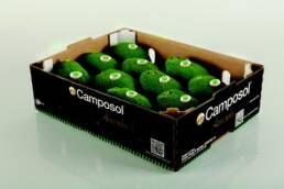 Camposol_avocado01