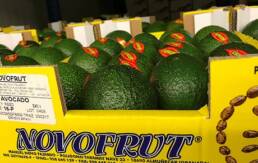 avocado
