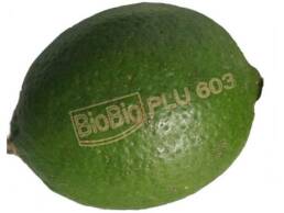 biobio