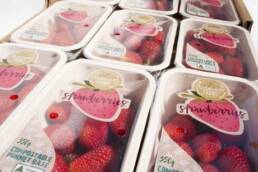 compostable strawberry